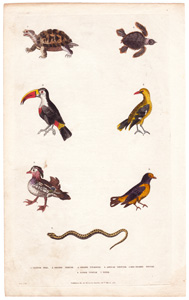 1. Chinese Teal  2. Golden Thrush  3. Golden Titmouse  4. African Tortoise  5. Red-beaked Toucan  6. Edible Turtle  7. Viper 